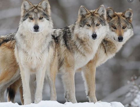 Wolves