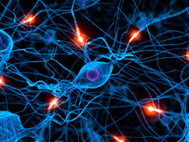 Nervous System Connections